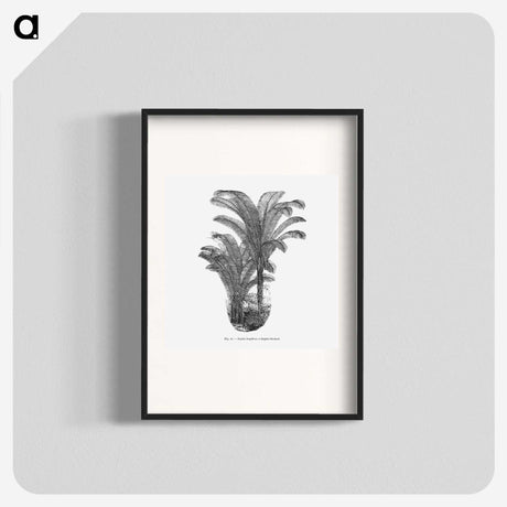 2-12_Les-Palmiers-Histoire-Iconographique_blk