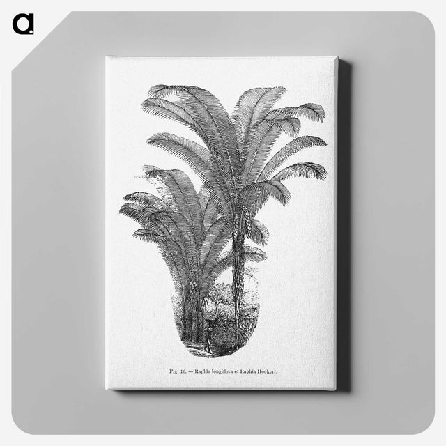 2-12_Les-Palmiers-Histoire-Iconographique_canvas