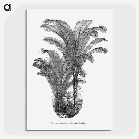 2-12_Les-Palmiers-Histoire-Iconographique_picture-crop