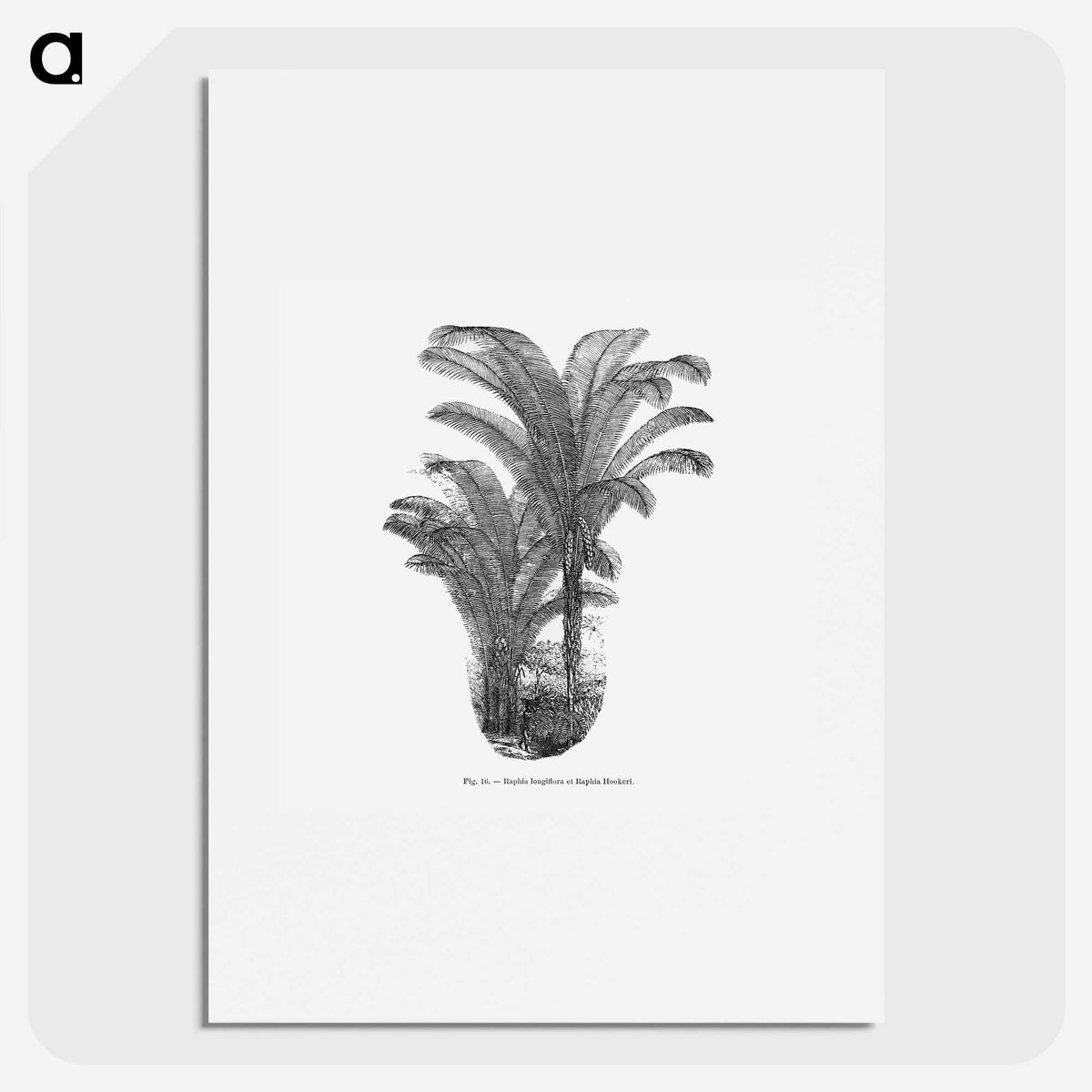 2-12_Les-Palmiers-Histoire-Iconographique_picture