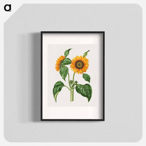 アートポスター-Helianthus Annuus
 - マリア ジビーラ メーリアン Poster.