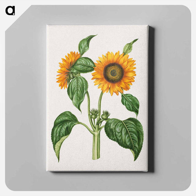 アートパネル-Helianthus Annuus
 - マリア ジビーラ メーリアン Canvas.