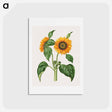 アートポストカード-Helianthus Annuus
 - マリア ジビーラ メーリアン Postcard.
