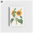 2-12_Maria-Sibylla-Merian_memo