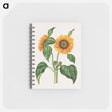 アートメモ帳-Helianthus Annuus
 - マリア ジビーラ メーリアン Memo.