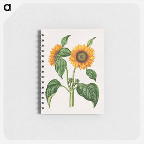 アートメモ帳-Helianthus Annuus
 - マリア ジビーラ メーリアン Memo.