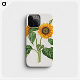 2-12_Maria-Sibylla-Merian_phone
