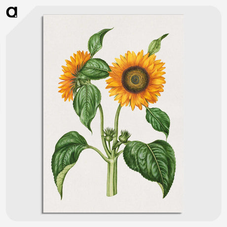 2-12_Maria-Sibylla-Merian_picture-crop