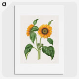 2-12_Maria-Sibylla-Merian_picture