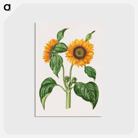 アートポストカード-Helianthus Annuus
 - マリア ジビーラ メーリアン Postcard.