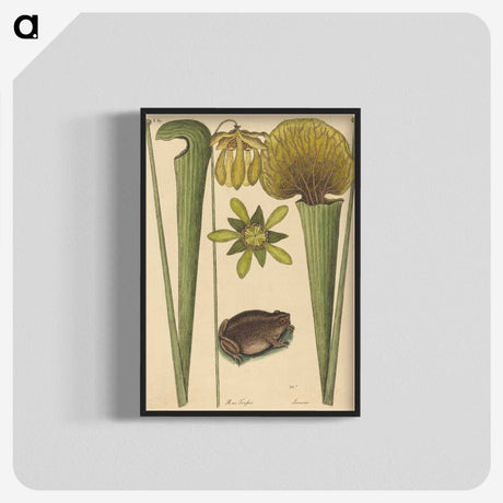 2-12_Mark-Catesby_blk-crop