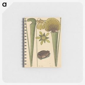 2-12_Mark-Catesby_memo