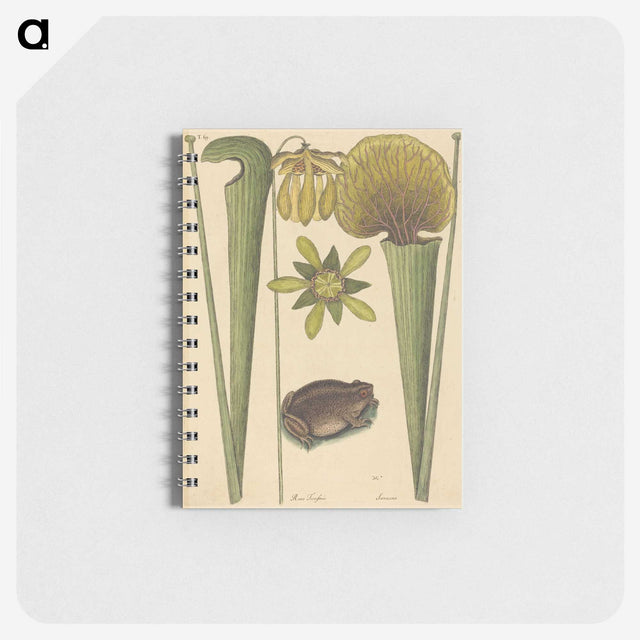 2-12_Mark-Catesby_memo