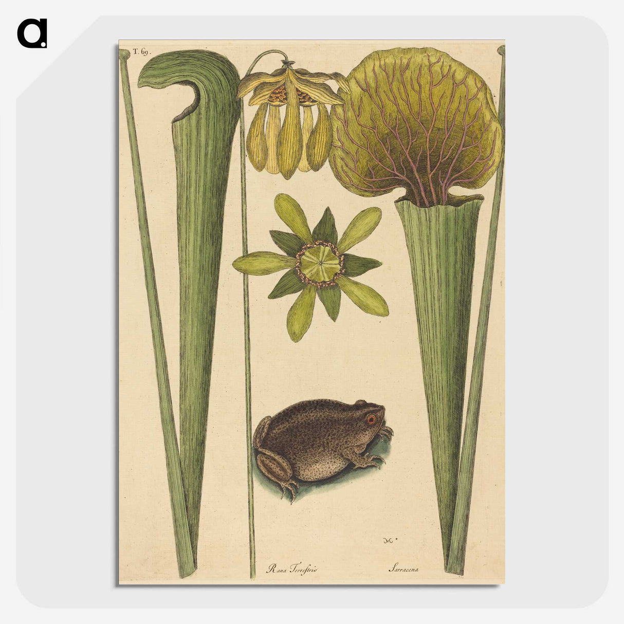2-12_Mark-Catesby_picture-crop