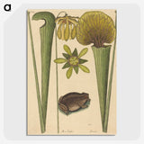 2-12_Mark-Catesby_picture-crop