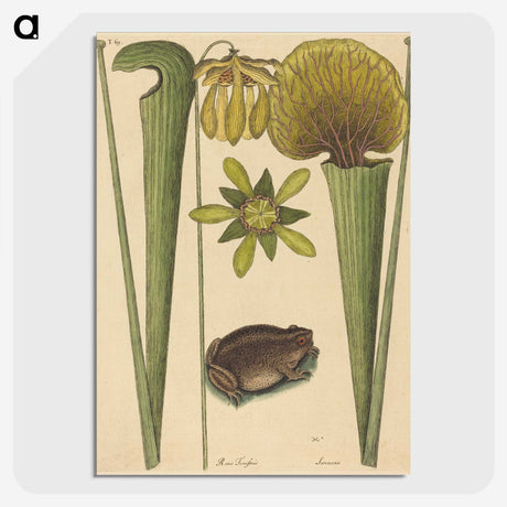 2-12_Mark-Catesby_picture-crop
