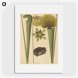 2-12_Mark-Catesby_picture