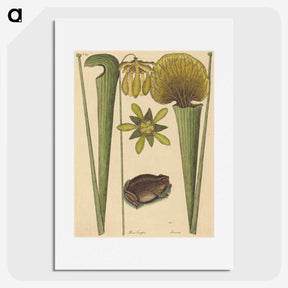 2-12_Mark-Catesby_picture