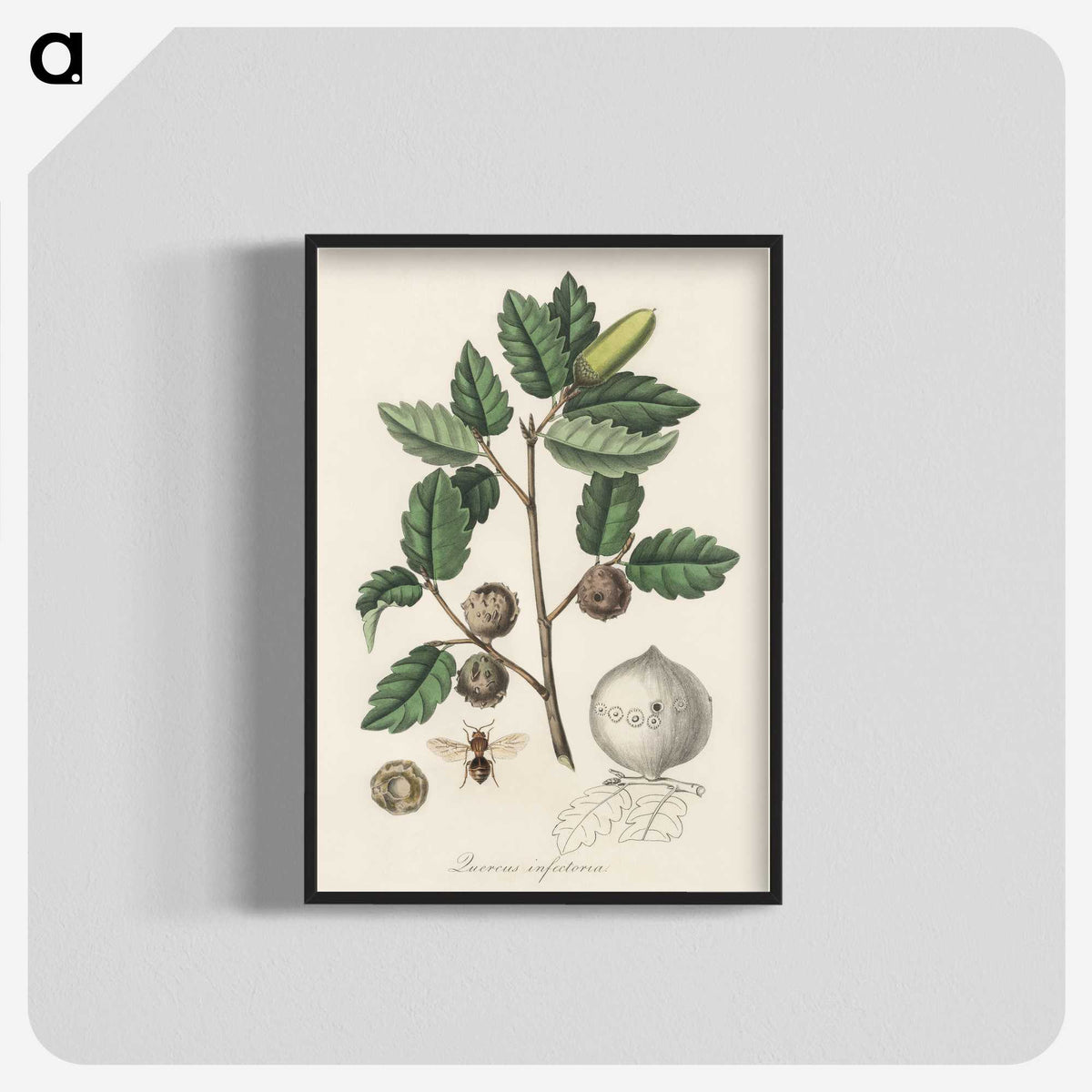 2-12_Medical-Botany_blk-crop