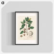 アートポスター-Aleppo Oak Illustration
 - 薬用植物学 Poster.