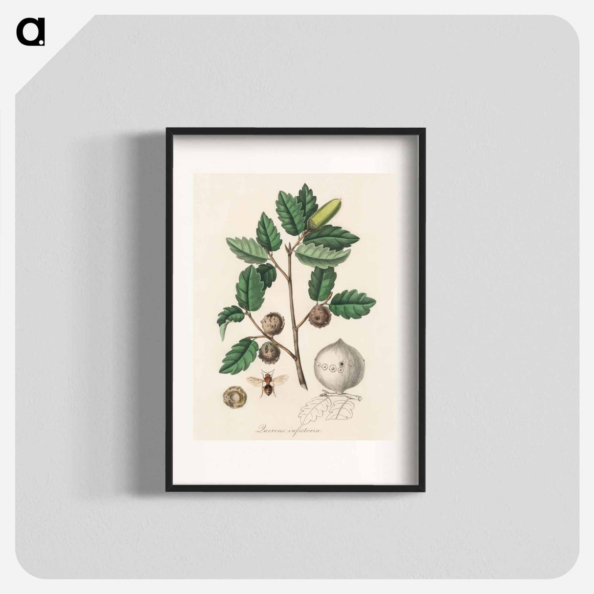 アートポスター-Aleppo Oak Illustration
 - 薬用植物学 Poster.