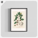 アートポスター-Aleppo Oak Illustration
 - 薬用植物学 Poster.