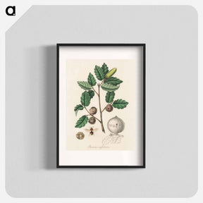 アートポスター-Aleppo Oak Illustration
 - 薬用植物学 Poster.