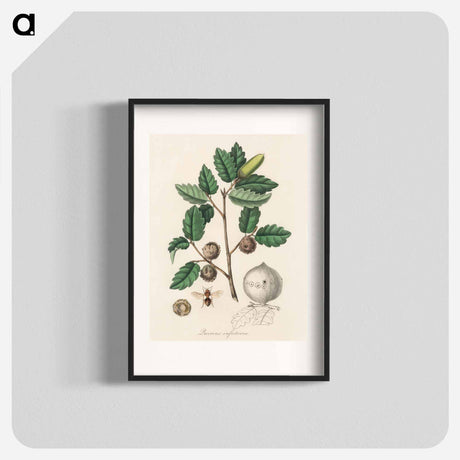アートポスター-Aleppo Oak Illustration
 - 薬用植物学 Poster.