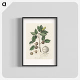 2-12_Medical-Botany_blk
