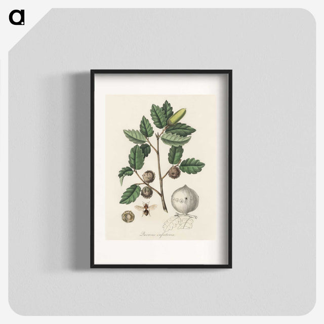 2-12_Medical-Botany_blk