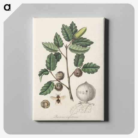2-12_Medical-Botany_canvas