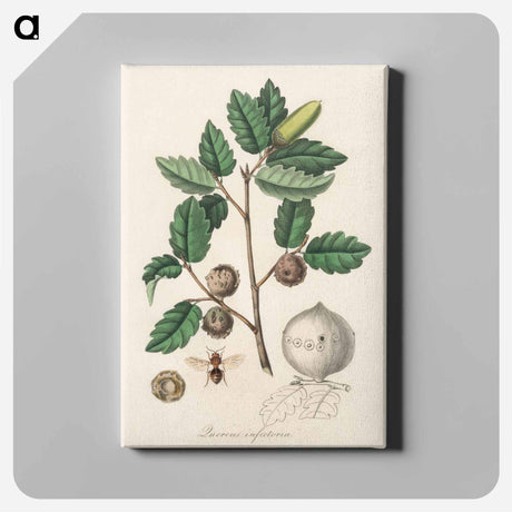 アートパネル-Aleppo Oak Illustration
 - 薬用植物学 Canvas.