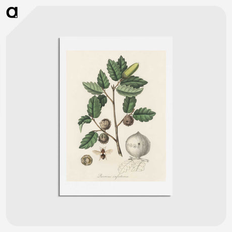2-12_Medical-Botany_hagaki
