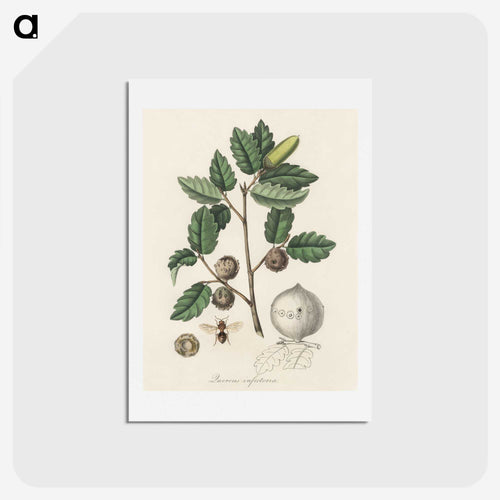 アレッポオークのイラスト - 薬用植物学 Postcard.
