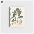 アートメモ帳-Aleppo Oak Illustration
 - 薬用植物学 Memo.