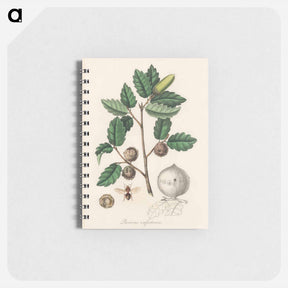 アートメモ帳-Aleppo Oak Illustration
 - 薬用植物学 Memo.