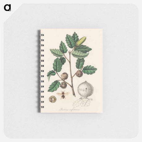 アートメモ帳-Aleppo Oak Illustration
 - 薬用植物学 Memo.