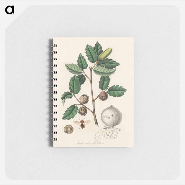 アートメモ帳-Aleppo Oak Illustration
 - 薬用植物学 Memo.