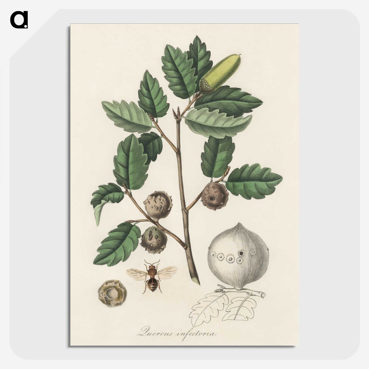 2-12_Medical-Botany_picture-crop