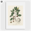 2-12_Medical-Botany_picture