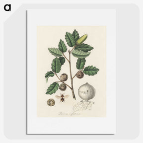 2-12_Medical-Botany_picture