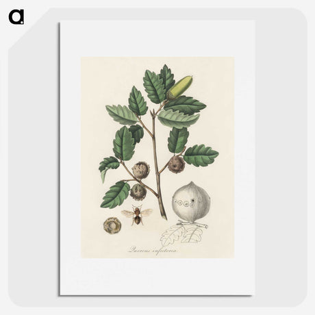 2-12_Medical-Botany_picture