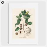 アートポスター-Aleppo Oak Illustration
 - 薬用植物学 Poster.