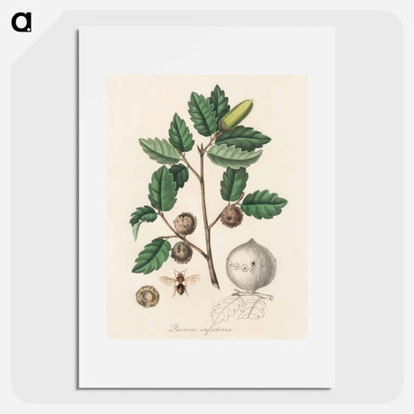アートポスター-Aleppo Oak Illustration
 - 薬用植物学 Poster.