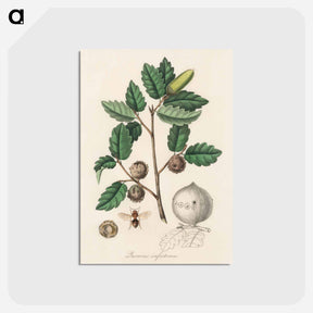 アートポストカード-Aleppo Oak Illustration
 - 薬用植物学 Postcard.