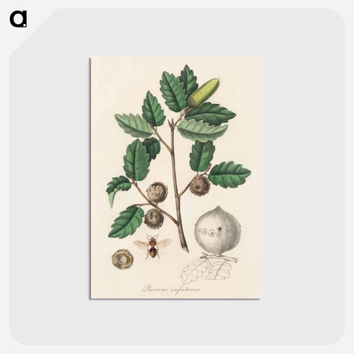 Aleppo Oak Illustration
 - Medicinal Botany Postcard.
