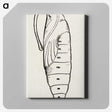 2-12_Moths-and-Butterflies-of-the-United-States_canvas