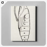 2-12_Moths-and-Butterflies-of-the-United-States_canvas
