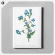 アートパネル-Commelina tuberosa illustration - ピエール ジョゼフ ルドゥーテ Canvas.