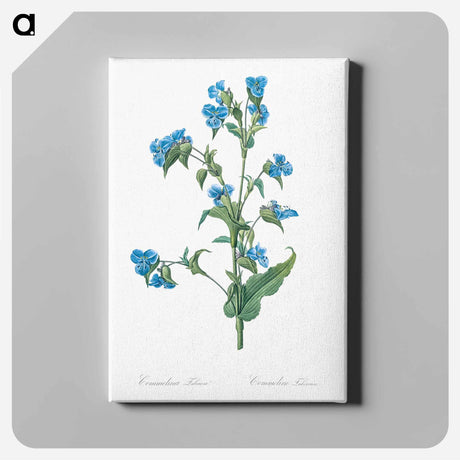アートパネル-Commelina tuberosa illustration - ピエール ジョゼフ ルドゥーテ Canvas.